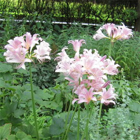 草花の苗/ヒガンバナ（彼岸花・リコリス）：桃花（スプレンゲリ）3.5号ポット