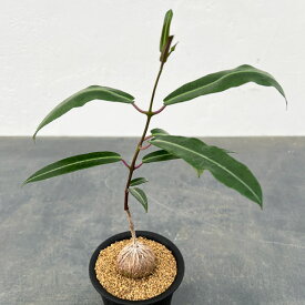 観葉植物/ペトペンチア：ナタレンシス　3号鉢