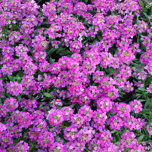 Ԃ̕c/AbTFA[[Y3.5|bg 6Zbg