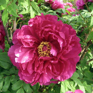 Ԗ ؂̕c/OiڂjFbi܂j2`3Nc6|bg