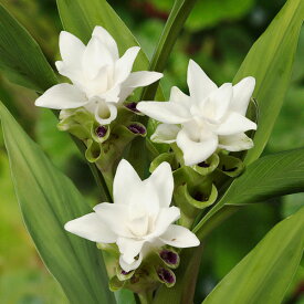 球根/クルクマ白花種（白）2球入り