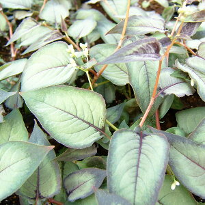 Ԃ̕c/yVJAFVo[hS3|bg 2Zbg