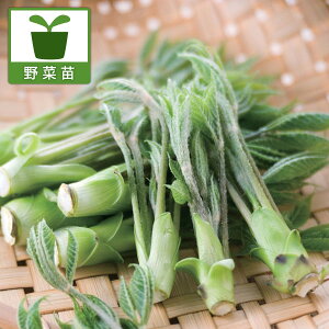 ؂̕c/RVAu 3.5|bg 4Zbg