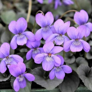 Ԃ̕c/hrIFuhJ3-3.5|bg 2Zbg