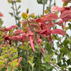 Ԃ̕c/TrAFXeBZ[W3-3.5|bg