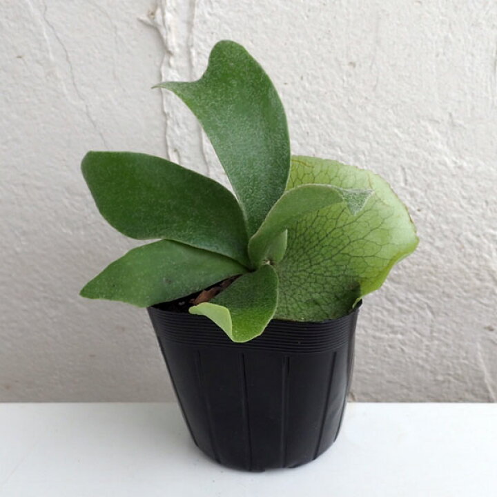 楽天市場】観葉植物/ビカクシダ（コウモリラン）：ネザーランド3号 