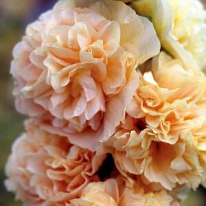 Ԃ̕c/AZAi^`AICjF_uVCY3.5|bg