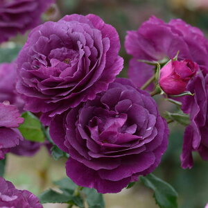 o̕c/iJԗ\芔jhF~Xe[Y6pA