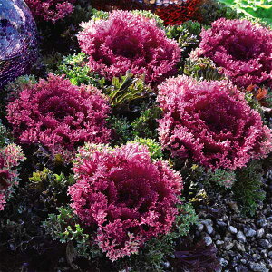 Ԃ̕c/n{^Fv`iP[ ObV[bh3-3.5|bg