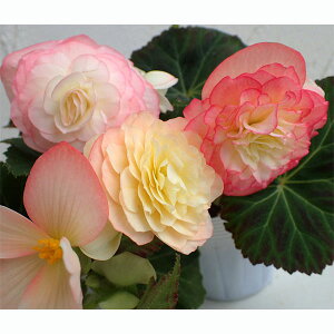 Ԃ̕c/tH[`xSjAFT[oCJ[3.5|bg 3Zbg