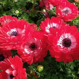草花の苗/アネモネ：凛々花（リリカ）スカーレット3.5号ポット