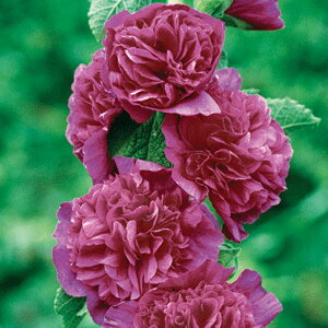 Ԃ̕c/AZAi^`AICjF_uoCIbg3.5|bg 2Zbg