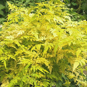 Ԃ̕c/WX~FtBIiTCY3|bg 3Zbg