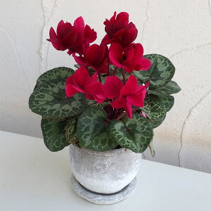 dK[fVNF` _[Nbh^[b^{ESSA