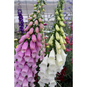 Ԃ̕c/WM^XFVo[tHbNX3-3.5|bg 6Zbg