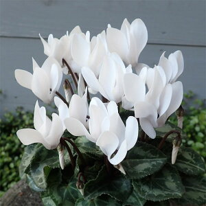 Ԃ̕c/VNFX[p[xm@zCg3|bg 5Zbg