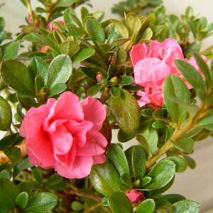 Ԗ ؂̕c/TcLccWF[W[5|bg5Zbg