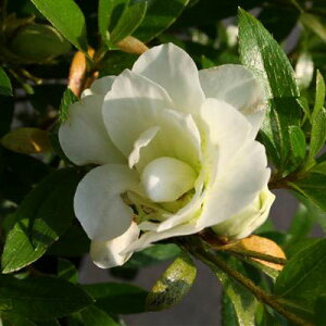 Ԗ ؂̕c/TcLccWFui낳j5|bg5Zbg