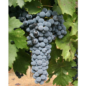 ʎ̕c/uhEF}\[rjI4|bg