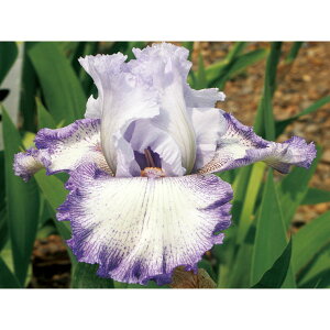 Ԃ̕c/W[}ACXFAR}3.5|bg