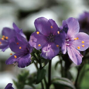 Ԃ̕c/|j[Fp[vC3.5|bg 2Zbg