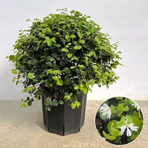 Ԗ ؂̕c/gL}TNFԐt ʎd8|bg