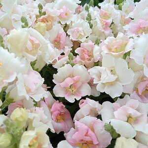 Ԃ̕c/LM\EijFgDCj[AbvubT3.5|bg 2Zbg