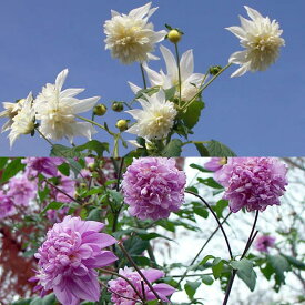 草花の苗/皇帝ダリア(八重咲き)：ホワイトとピンク3.5号ポット2種セット