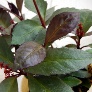 Ԗ ؂̕c/ZEF_[NVR3|bg