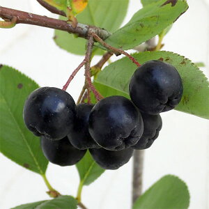 ʎ̕c/AjAi`Rx[j3.5|bg