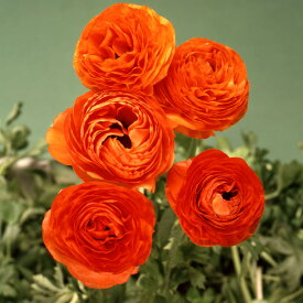 球根/[棚卸セール]ラナンキュラス：（色別）オレンジ4球入り