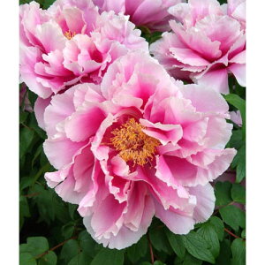 Ԗ ؂̕c/OiڂjFyi܂˂傤炭j2`3Nc6|bg