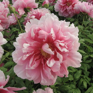 Ԗ ؂̕c/OiڂjFij2`3Nc6|bg