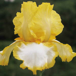 Ԃ̕c/W[}ACXFWCXe[3.5|bg