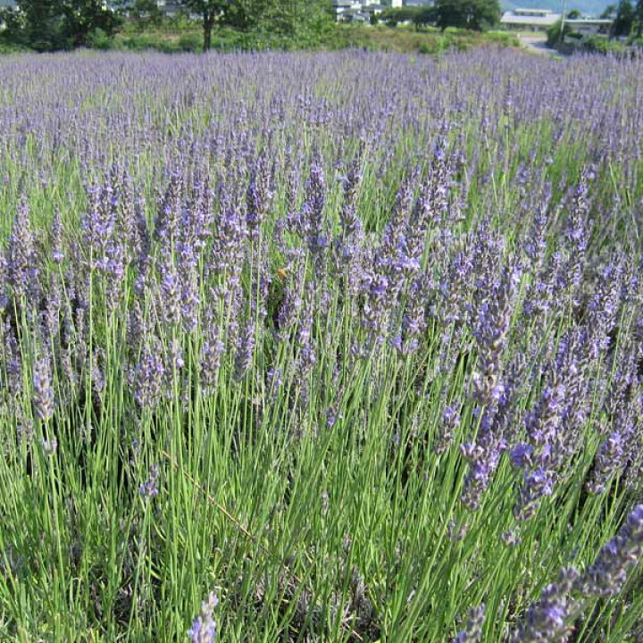 楽天市場 ラベンダー トルーの種 イングリッシュラベンダー 春 秋まきハーブのタネ 園芸ネット プラス