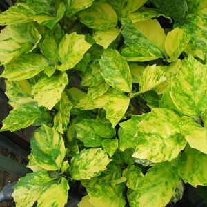 Ԗ ؂̕c/AILFx͕ٓVi邪ׂĂj3.5|bg