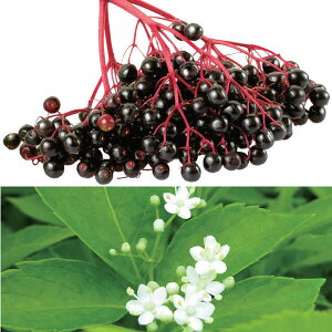 Ԗ ؂̕c/mjgRiG_[x[jF݂t3|bg