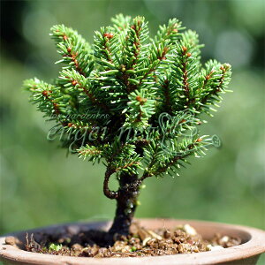 R쑐̕c/[G]2.5|bg2Zbg