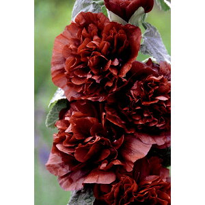 Ԃ̕c/AZAi^`AICjF_u`FXibcuE3.5|bg