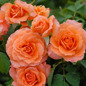 o̕c/lG璆փoFru oJXI6A