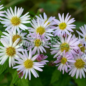 R쑐̕c/mMNiejFԃmRMN3|bg 2Zbg