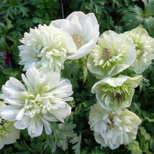 ���Ԃ̕c/�A�l���l�F�z�X�ԁi�����J�j�z���C�g3.5���|�b�g