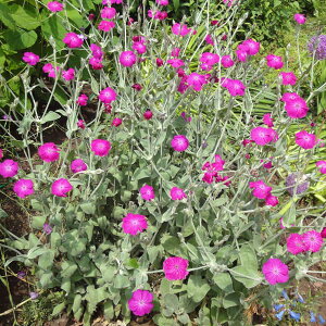 Ԃ̕c/NjXFRiAE[YiXCZmEj3|bg 4Zbg