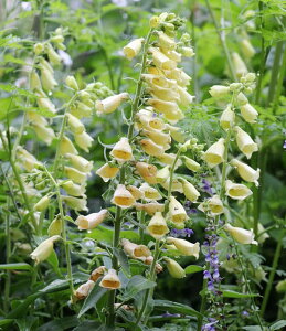 Ԃ̕c/WM^XFOfBt[3|bg 2Zbg