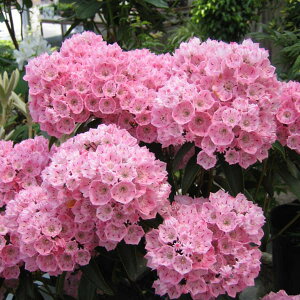 Ԗ ؂̕c/J~AFsN{[30`40cm