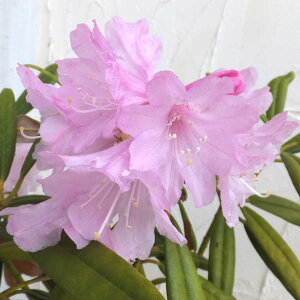 Ԗ ؂̕c/{VNiQF}ΓԎ30`40cm