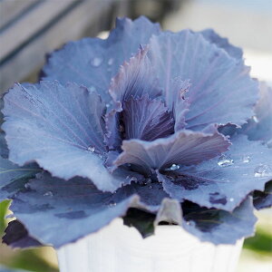 Ԃ̕c/n{^F`^jEVo[2.5`3|bg 12Zbg