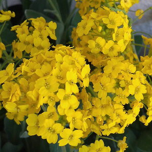 Ԃ̕c/hAbTFTLT`3|bg 2Zbg