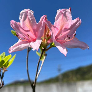 Ԗ ؂̕c/ccWF\bhpXisNj3.5|bg