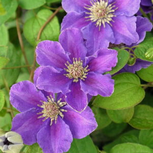 N}`X̕c/N}`XFAVo4|bgix炫֌nj